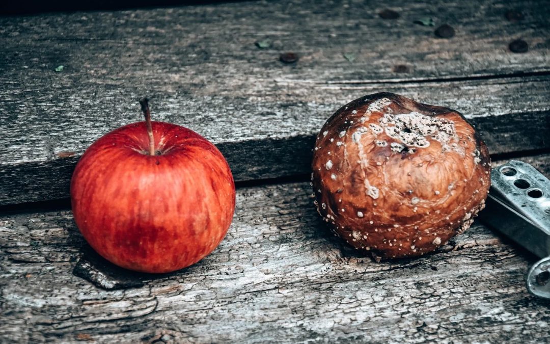 2 apples, one ribe and one decayed